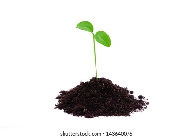 Young Plant Isolated On White Background