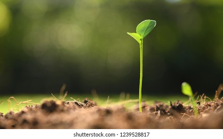 Young plant in the morning light on nature background