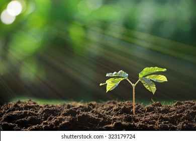 Young plant in the morning light on nature background - Shutterstock ID 323179724