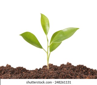 young plant new life ,Green sapling  - Shutterstock ID 248261131