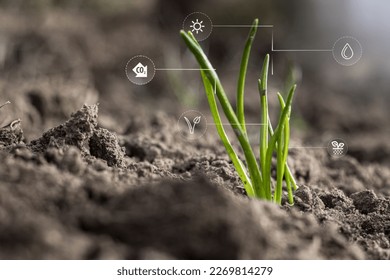 Young plant on ground background with mineral nutrient digital icon. Micronutrients for plant nutrition. Life cycle of plants. defocused