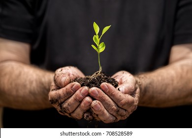 Young plant on soil in a hand of an farmer.