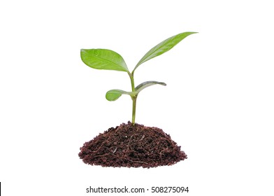 Young Plant On A White Background