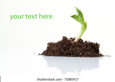 Young Plant On  White Background