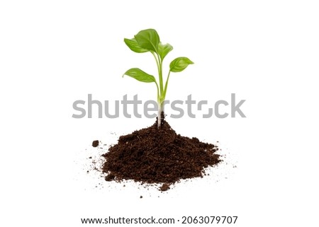 Young plant in pile of soil or ground isolated on a white background. Growth, new life concept.