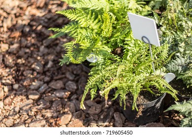 A Young Plant With A Price Tag In The Garden Center, Close-up.