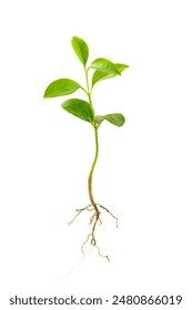 young plant with root isolated on white background.