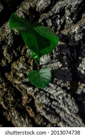 Young Plant With Round Love Shape Green Leaves Between Trunks Of Big Tree. Small Plant Survives On A Trunk With Dark Background. Big Tree Provides Shade For Little Plant To Grow