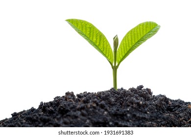 Young Plant In Soil Humus On A White Background