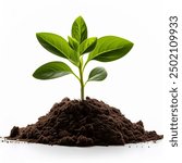 Young plant springing up out of the soil isolated on white background