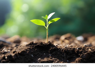 Young plant springing up out of the soil - Powered by Shutterstock