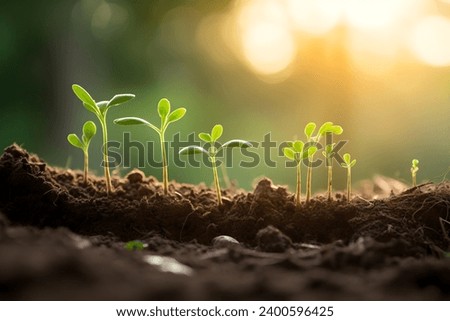 Young plant springing up out of the soil
