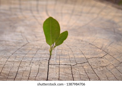 A young plant sprouting from a piece of felled wood. 