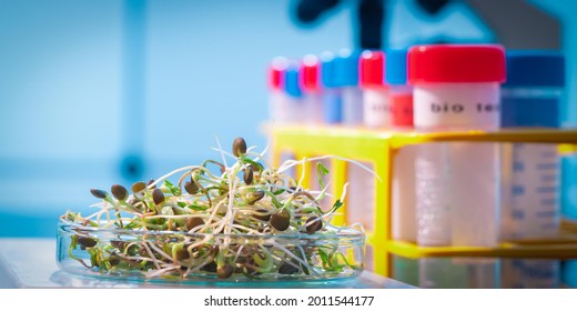 Young plant sprouts. Raw Green Organic plant Microgreens. For making fresh salads. detox, diet. seedlings. Research in microbiological lab of content pathogenic bacteria