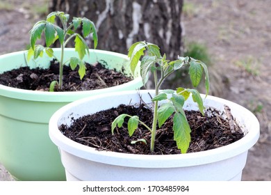 Young Plant Of Tomatoes. Tomato Seedlings In A Pot. Gardening. Growing Tomatoes. Young Sprout. Seeding Tomato