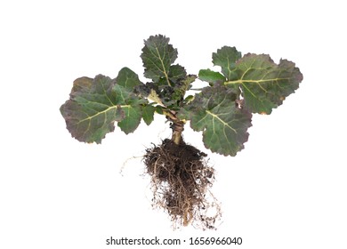 Young Plant Of Winter Rape With Roots On A White Background.