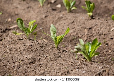 Young plantation of lettuce in an urban garden - Shutterstock ID 1413030089