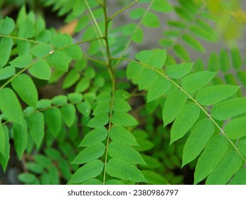 young plants of Averrhoa bilimbi or ( Belimbing sayur, Belimbing wuluh, Bilimbi, Belimbing Buloh, Cucumber Tree, Belimbing, 木胡瓜 )