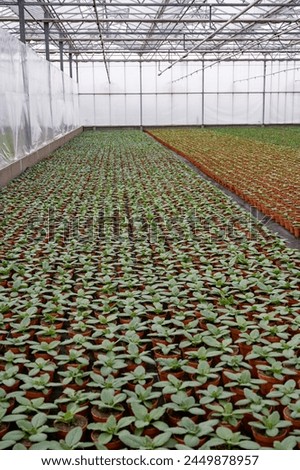 Young plants of blue borage starflowers in Dutch greenhouse, cultivation of eatable plants and flowers, decoration for exclusive dishes in premium gourmet restaurants