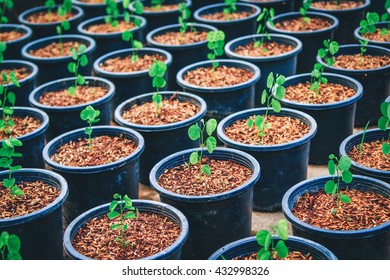 Young plants growing out of soil - Shutterstock ID 432998326
