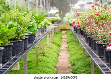 The young plants growing in plastic pots in a greenhouse for planting or for sale. Selective focus. - Shutterstock ID 1482960095