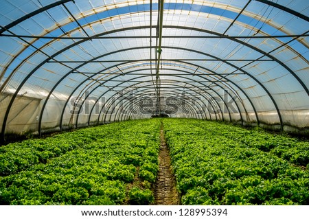 Young plants growing in a very large plant nursery in the france