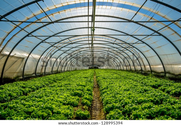 Young plants growing in a very large plant nursery\
in the france