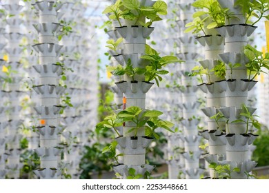 Young plants in a hydroponic farm - Shutterstock ID 2253448661