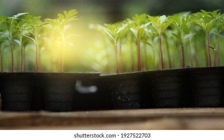 Marigold Sprout Images Stock Photos Vectors Shutterstock