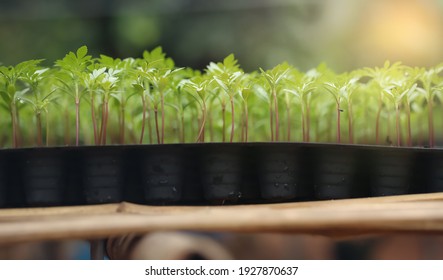 Marigold Sprout Images Stock Photos Vectors Shutterstock