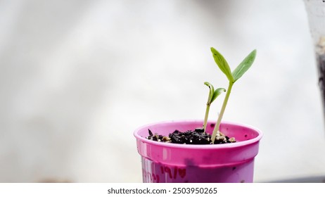 Young plants in the nursery stage are emerging from the nursery soil. - Powered by Shutterstock