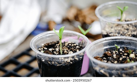 Young plants in the nursery stage are emerging from the nursery soil. - Powered by Shutterstock