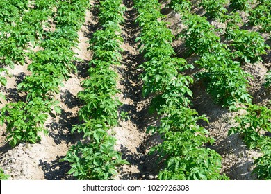 Young plants of a potato on a field.  - Shutterstock ID 1029926308