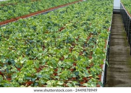 Young plants of tropaeolum garden nasturtium in Dutch greenhouse, cultivation of eatable plants and flowers, decoration for exclusive dishes in premium gourmet restaurants
