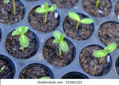 Young plant(Sunflower Sprout) grow in the seed tray - Shutterstock ID 551861221