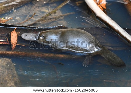 A young Platypus half out of the water
