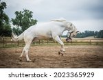 
young playful appaloosa gelding running in the paddock