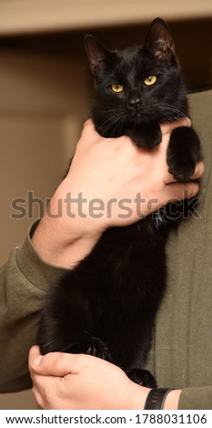 young playful black cat in hands