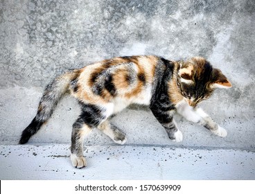 Young, Playful Calico Kitten On The Street Corner.