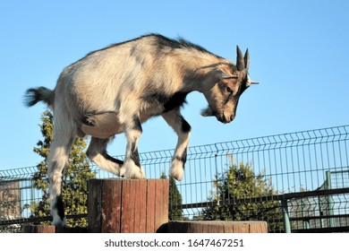 Young playful goat on a background of blue sky - Shutterstock ID 1647467251