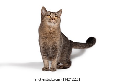 Young playful kitty posing on a white background.Cat isolated on white background.
