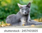 Young playful Russian Blue cat relaxing in the backyard. Gorgeous blue-gray cat with green eyes having fun outdoors in a garden or a back yard. Family pet at home.