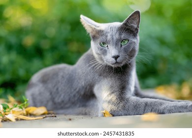 Young playful Russian Blue cat relaxing in the backyard. Gorgeous blue-gray cat with green eyes having fun outdoors in a garden or a back yard. Family pet at home. - Powered by Shutterstock