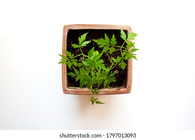 Young Plum Tree In Clay Pot Isolated On White Background From A High Angle View
