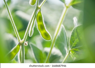 Young Pod Of Soybean Plant In An Agricultural Field Against The Light. Soybean Seeds In A Pod On A Growing Plant. Soybean Crops.