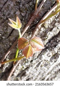 Young Poison Ivy Vine Growing On Tree 