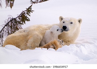 Young Polar Bear Cub nuzzling his Mom - Powered by Shutterstock