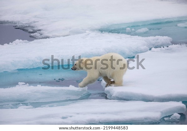 Young\
polar bear cub walking across ice floes in the Viscount Melville\
Sound, Nunavut, Canada high arctic polar\
region.