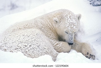 Young Polar Bear Sleeping Through Snow Storm