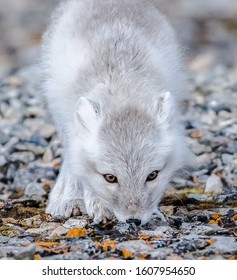 Young Polar Fox Searching For Food